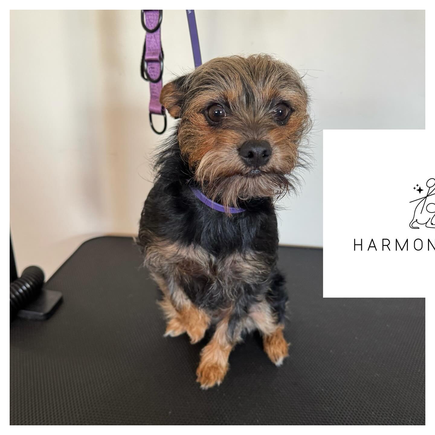 Sleek, stylish, and totally refreshed! Dyxee is ready for her close up! 📸 💕 

#yorkie #chihuahua #dogoftheday #dog #doggroomer #beforeandafter #instadog #smallbusiness #HarmonSpaw