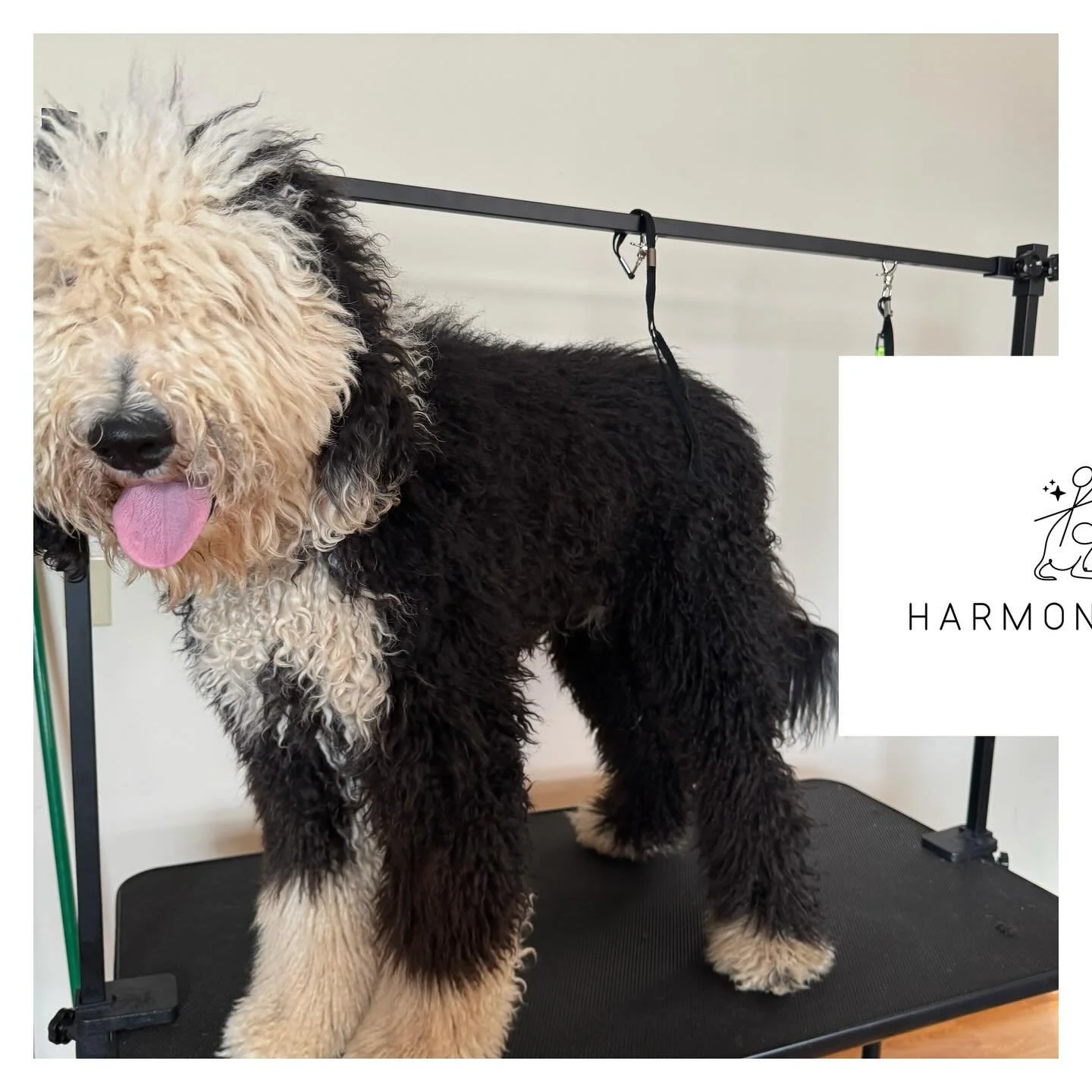 Shaggy no more&mdash; Harvey is looking paw-some after his groom! 

#beforeandafter #doodle #doggrooming #dogoftheday #doodles #freshstart #pettransformation #doglove #groomed #HarmonSpaw