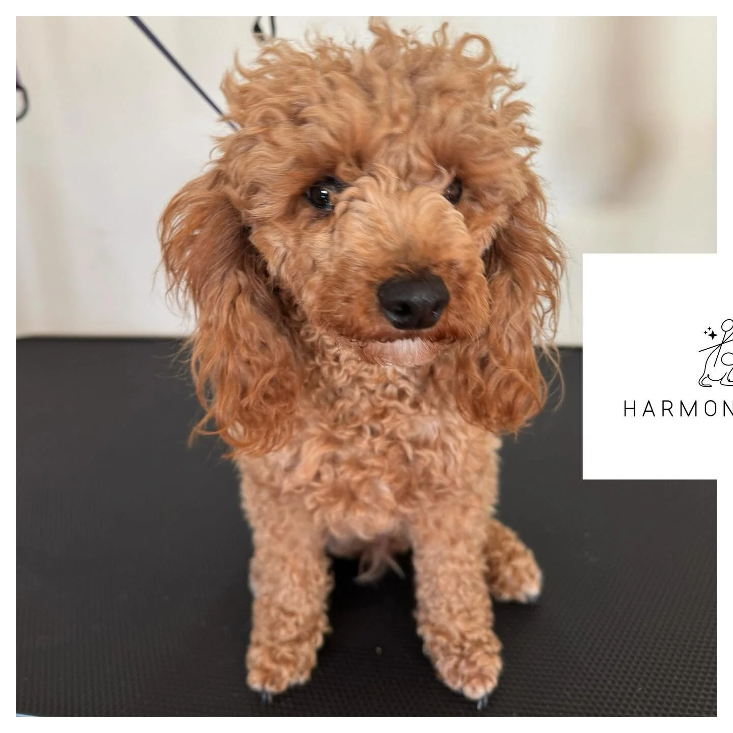 Penelope is all groomed up and ready to steal hearts💖

#beforeandafter #poodle #doggrooming #dogoftheday #poodles #pettransformation #doglove #groomed #instadog #HarmonSpaw