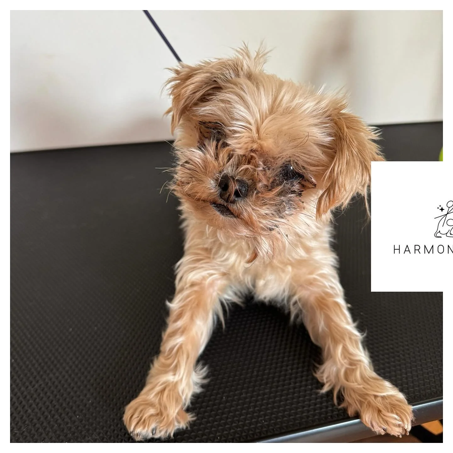 Hello, Presley! Bath and face trim. Now she is ready to strut her stuff! ✨ 💕