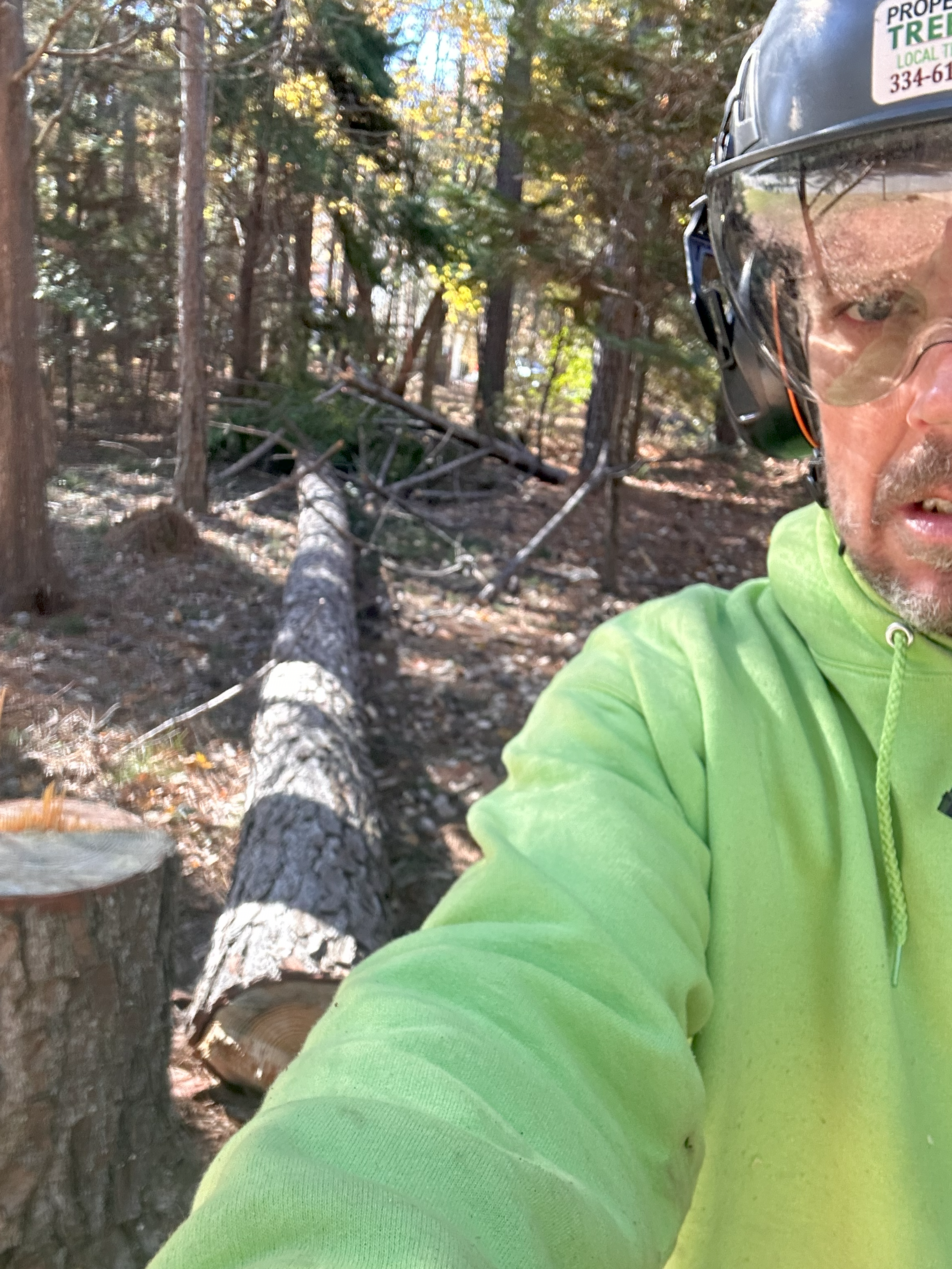 How an Abnormally Cold Winter Affects Trees in the Southeast (And What Homeowners Should Do)