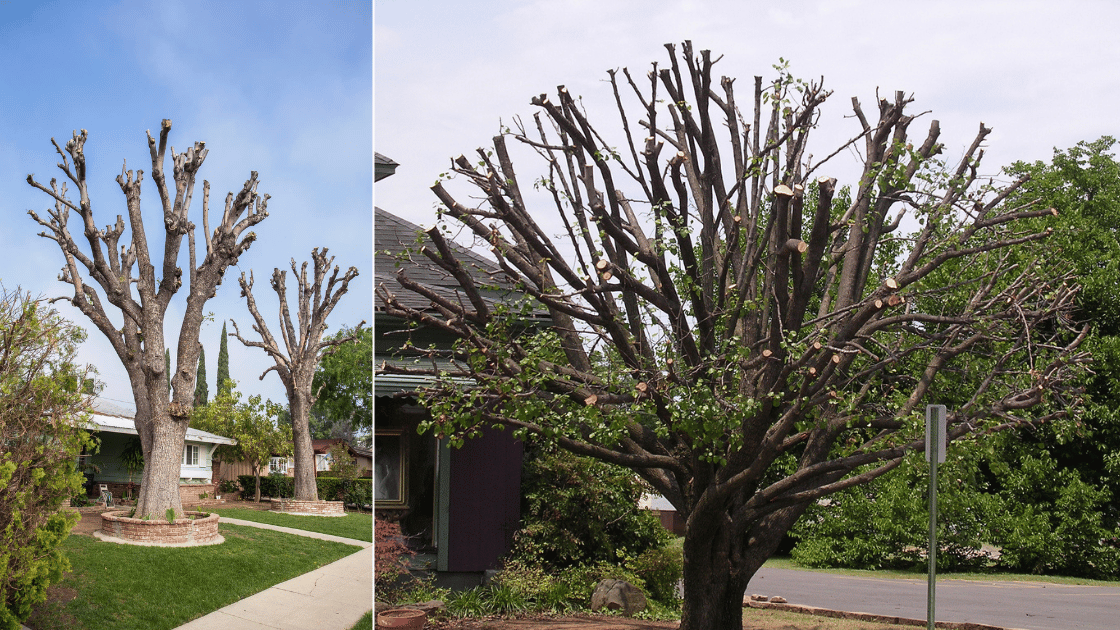Why Topping Trees Is Harmful (And What to Do Instead)
