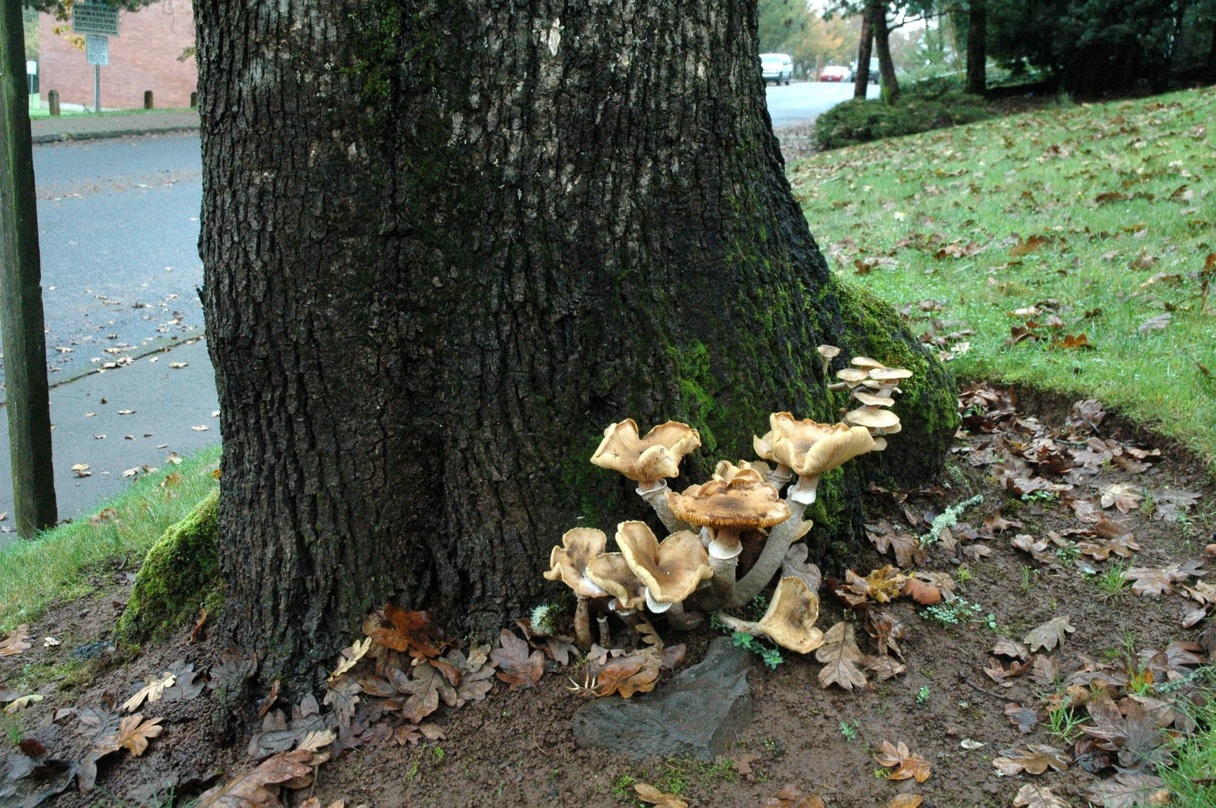 The Most Common Tree Diseases in East Alabama and West Georgia