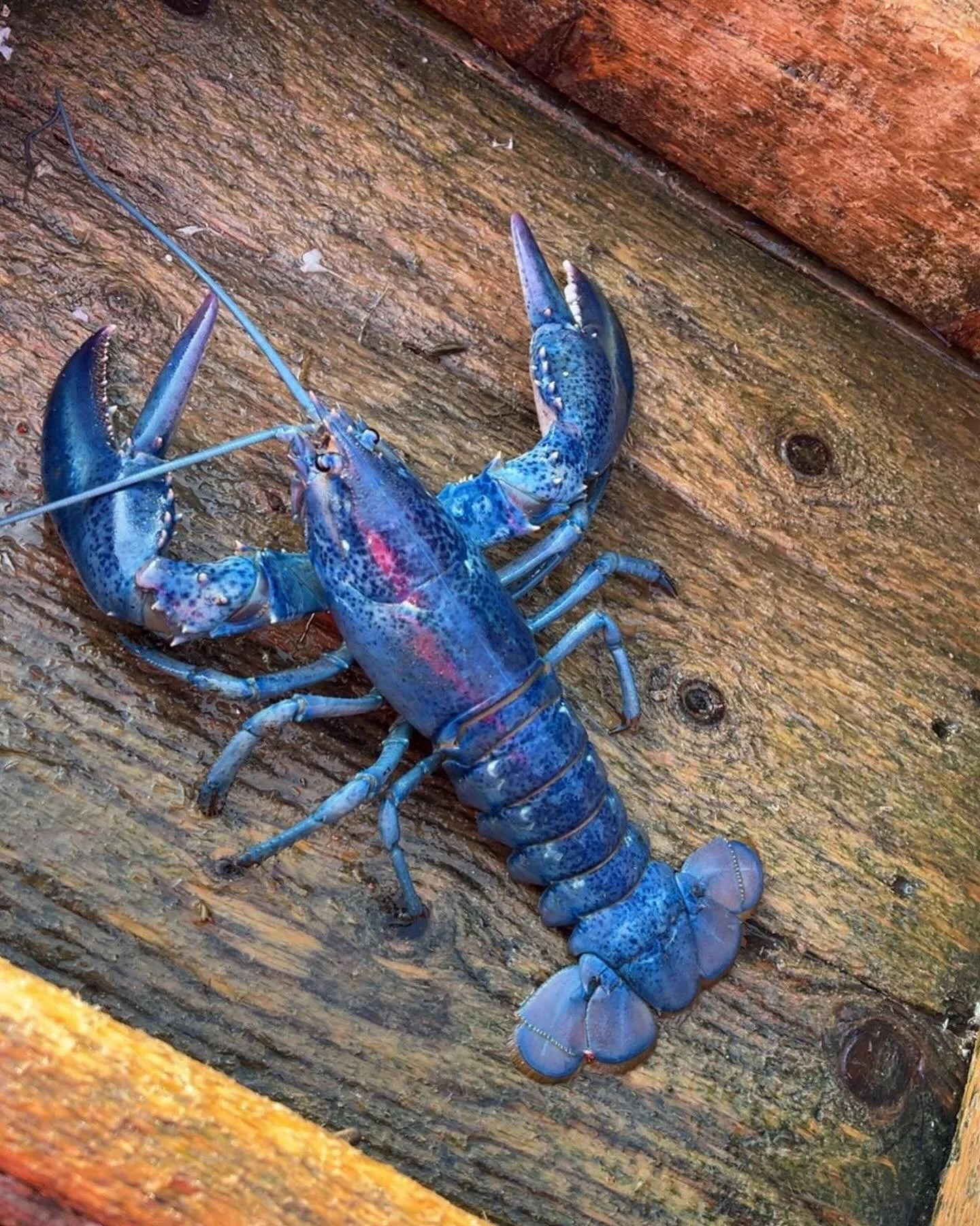 Odds of catching a blue lobster is 1 in 2 million. This one was caught this morning aboard the MV First Water off of Whitehead, NS.