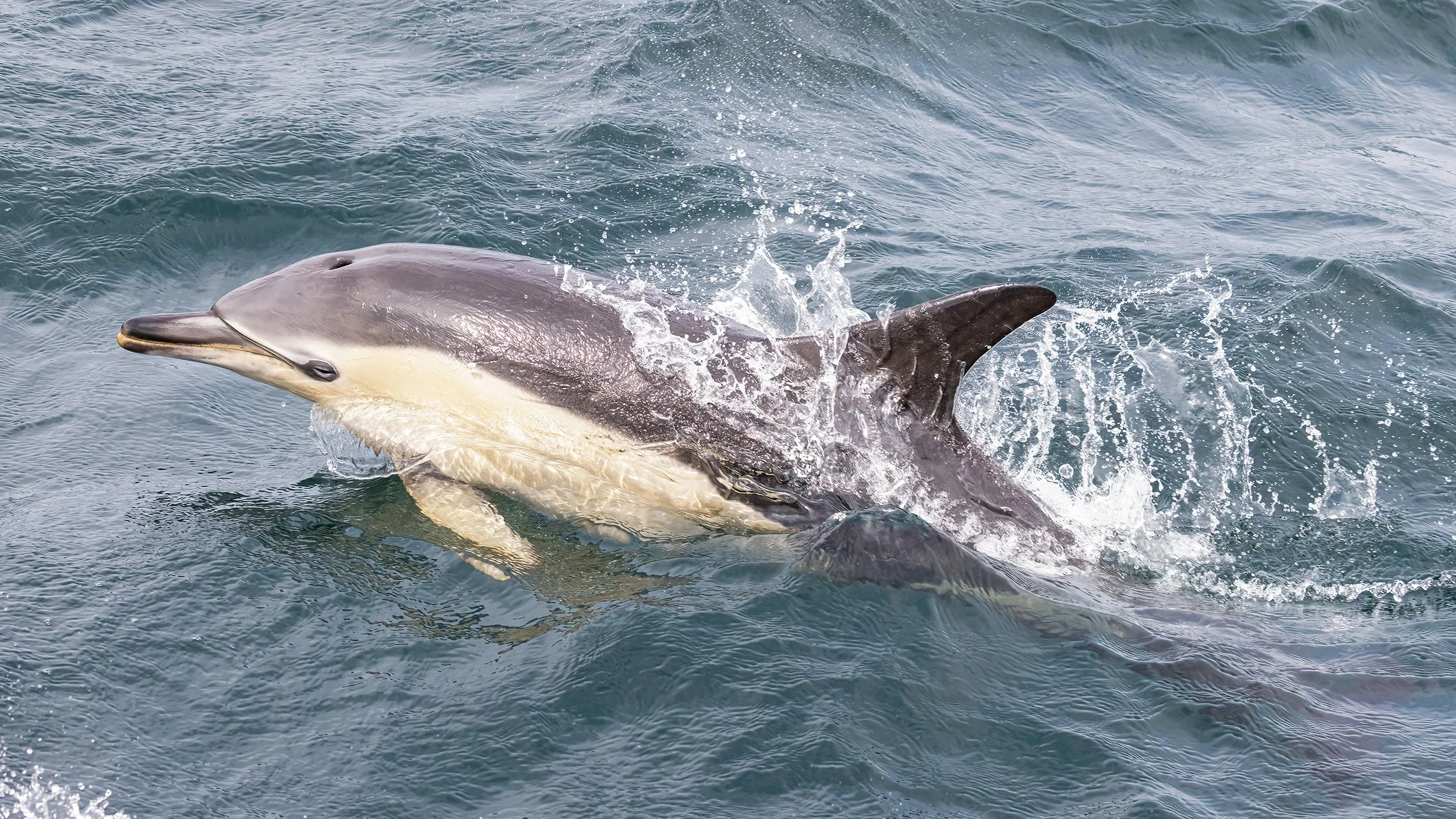 Common Dolphin off the Isle of Mull