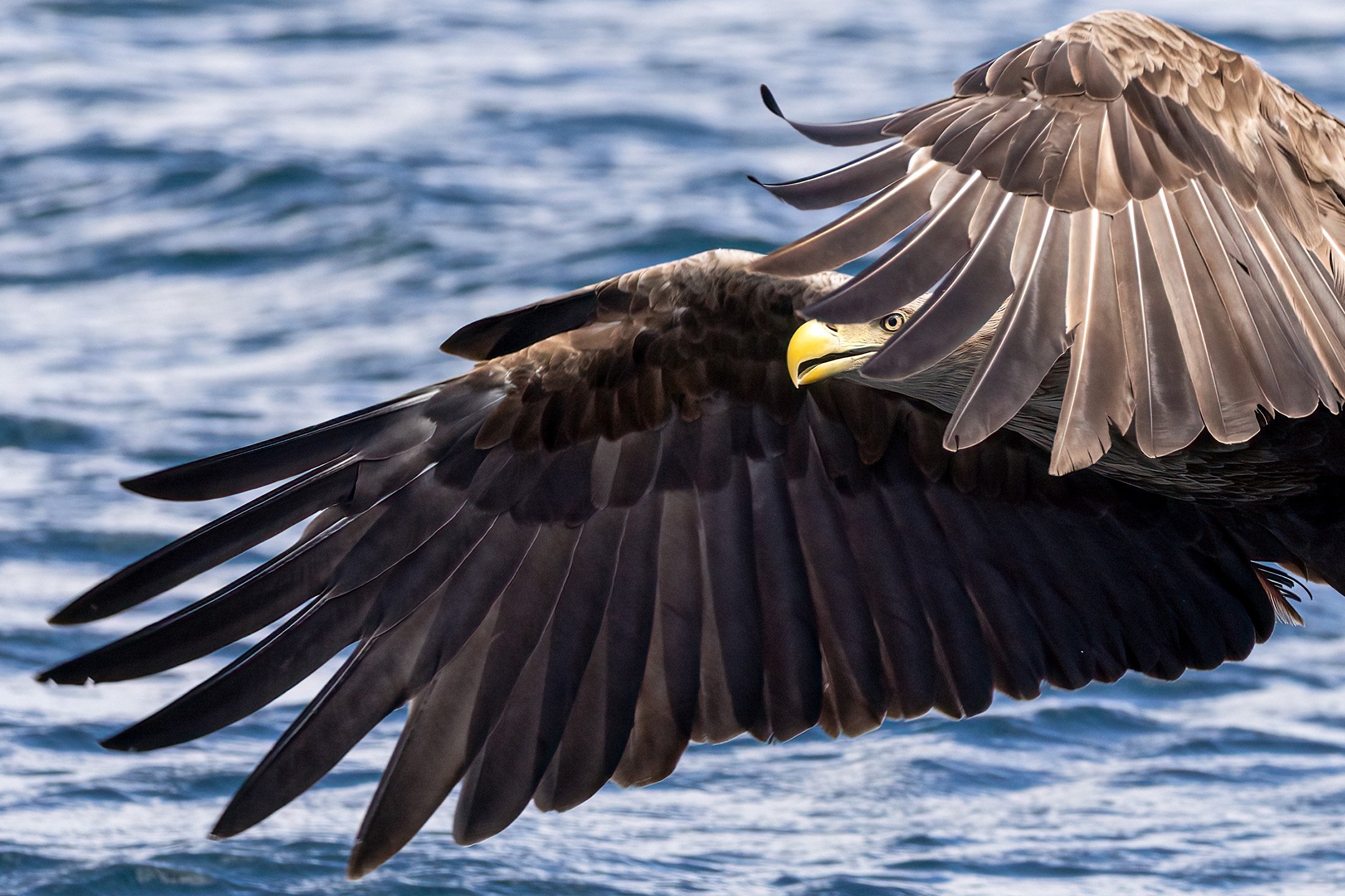 White tailed eagle