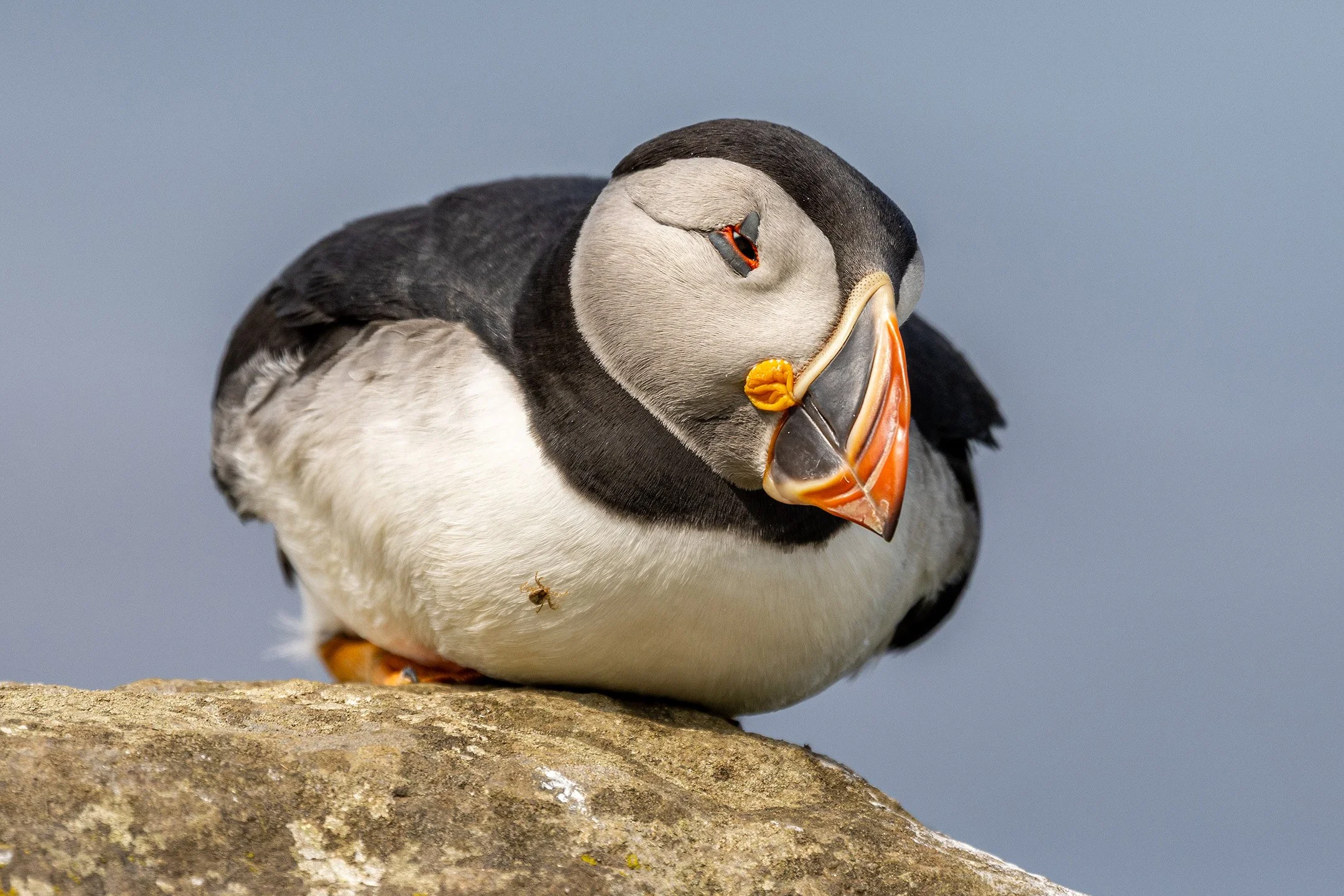 A sad looking puffin with a tick on it's tummy
