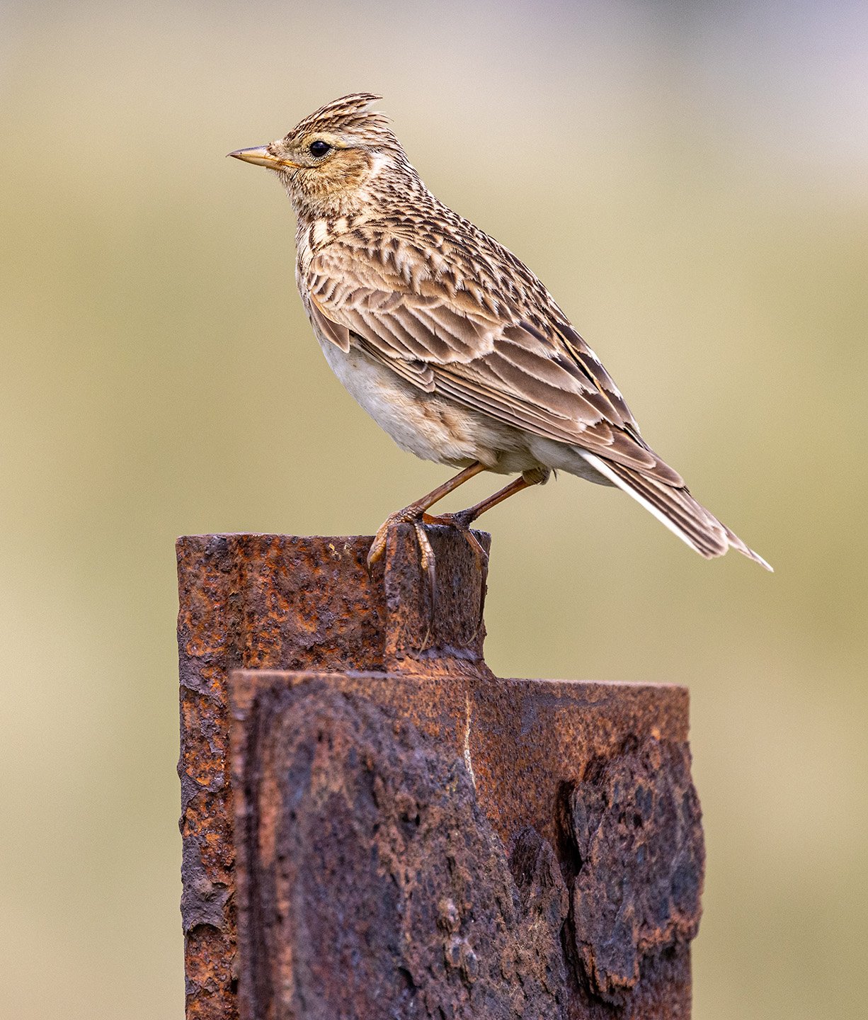 Skylark on a Rusty Old Post