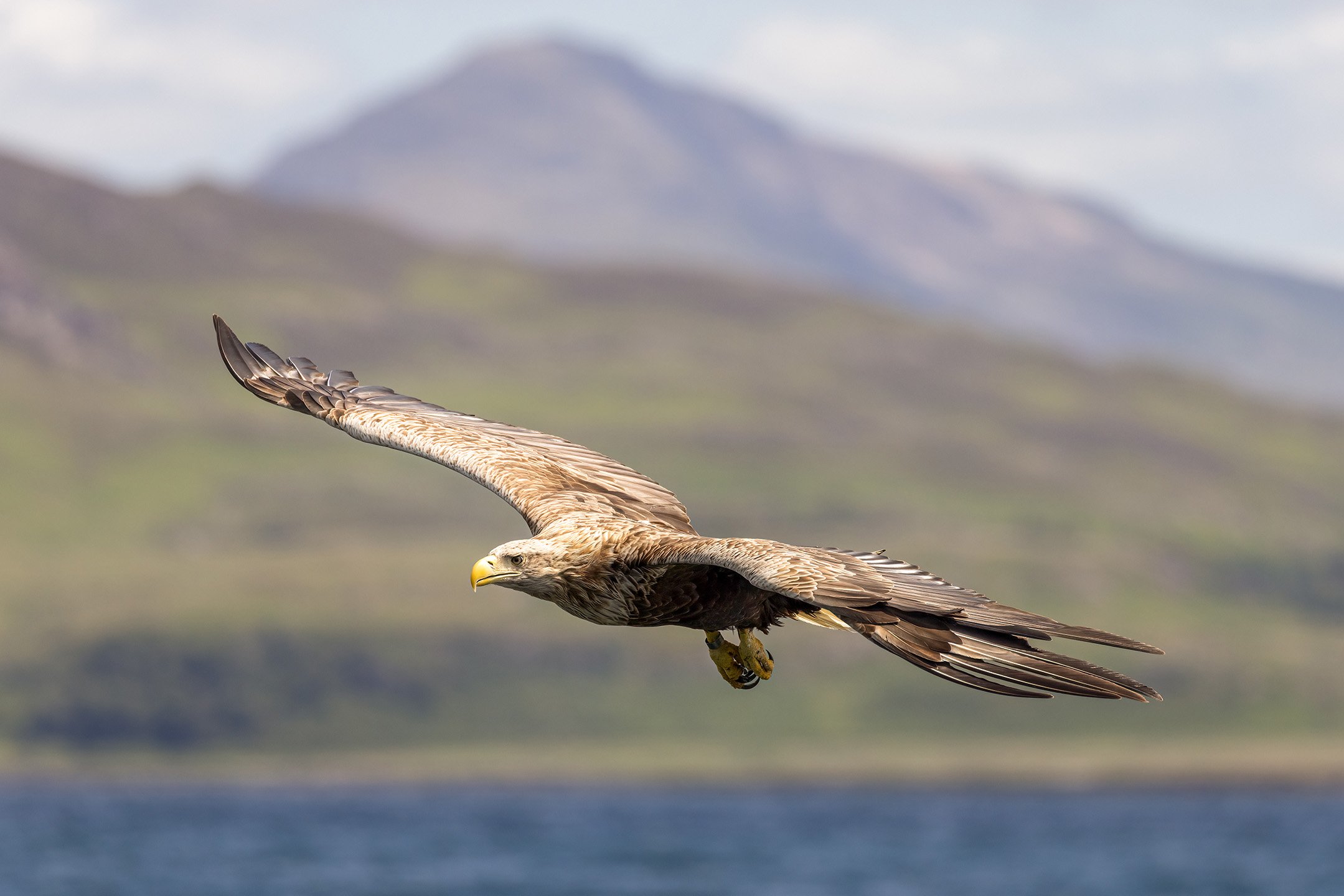 White tailed eagle