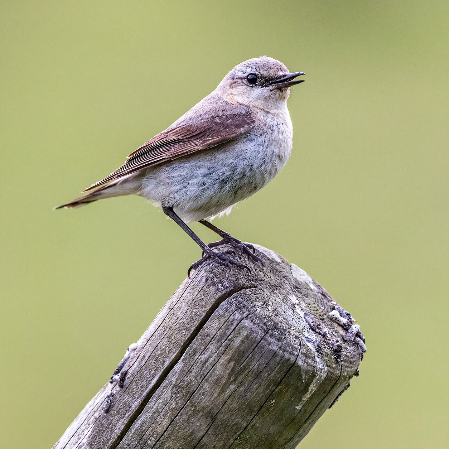 Wheatear