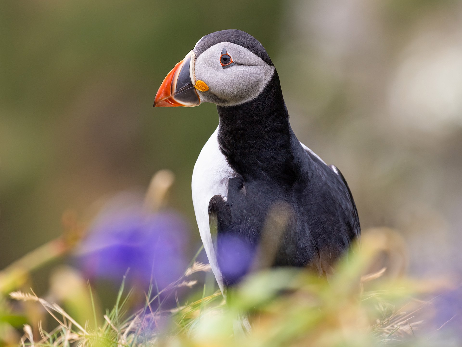 Puffin in the Bluebells