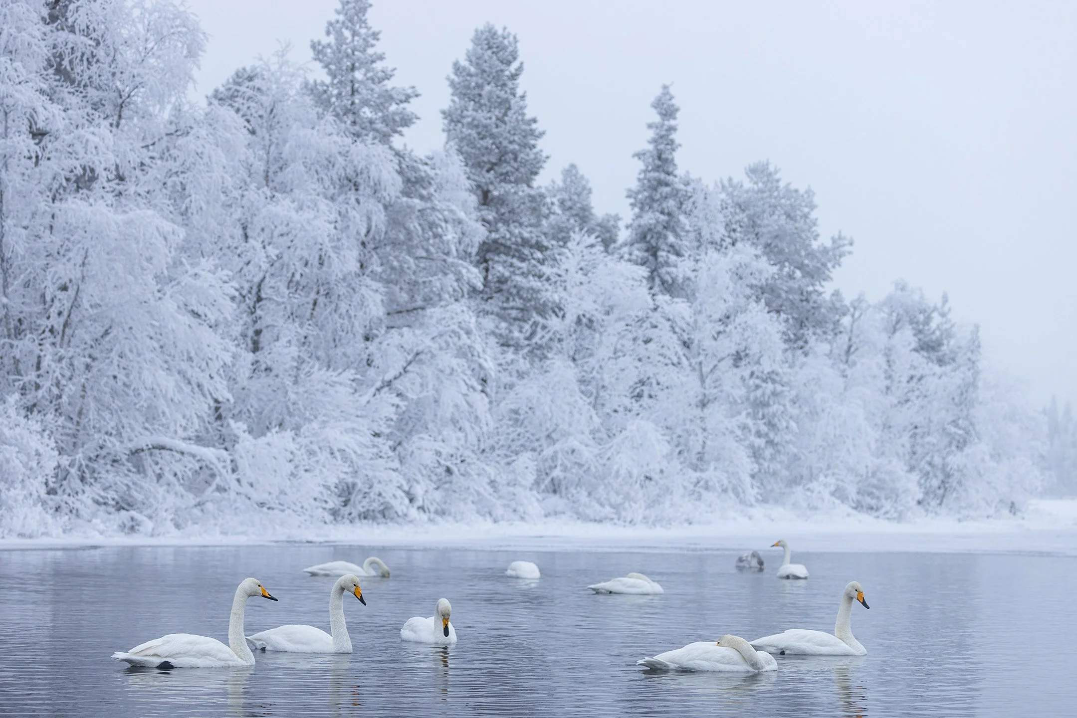 Whooper Swans in Finnish Lapland