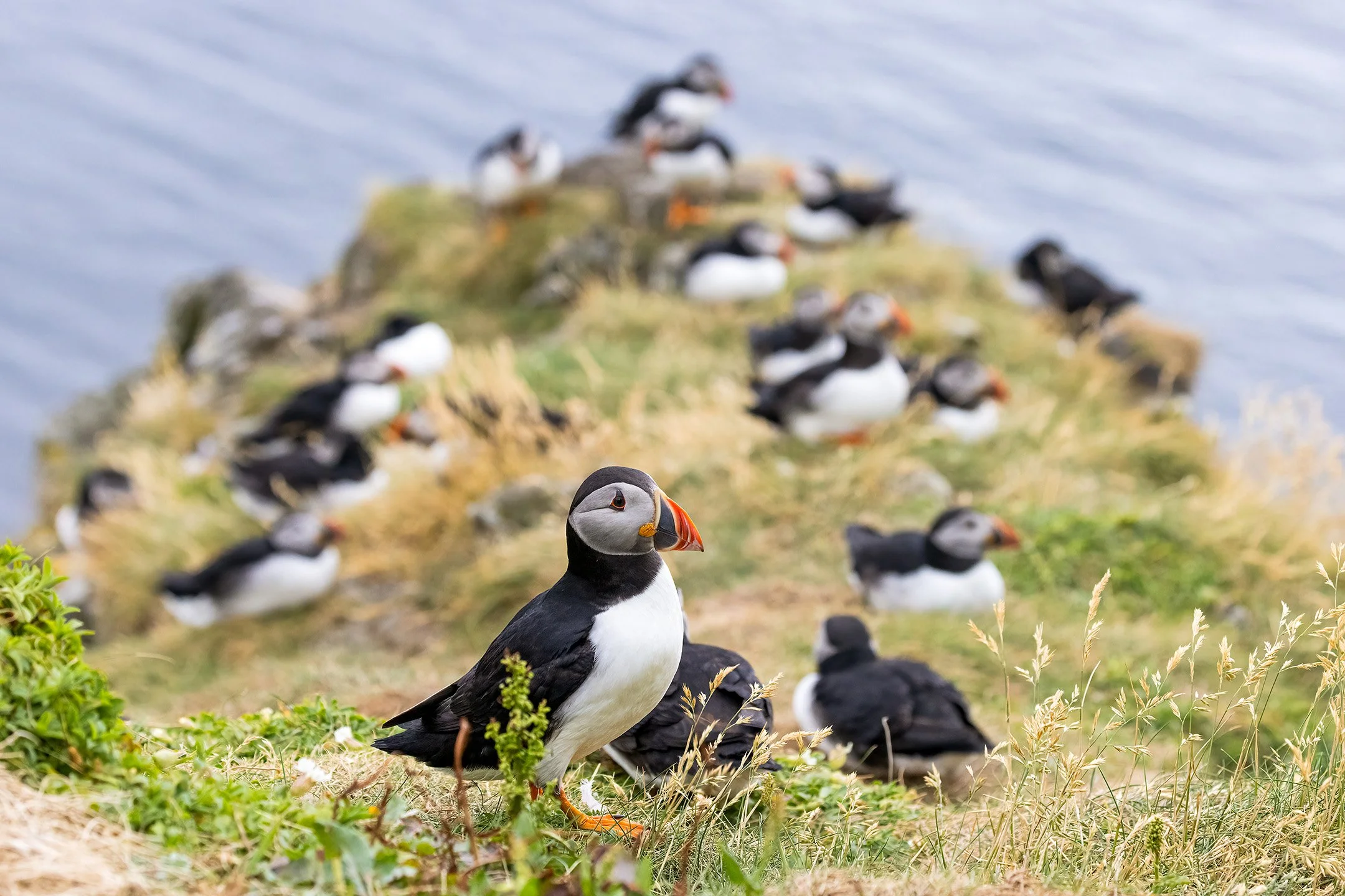 Puffins on the Isle of Lunga