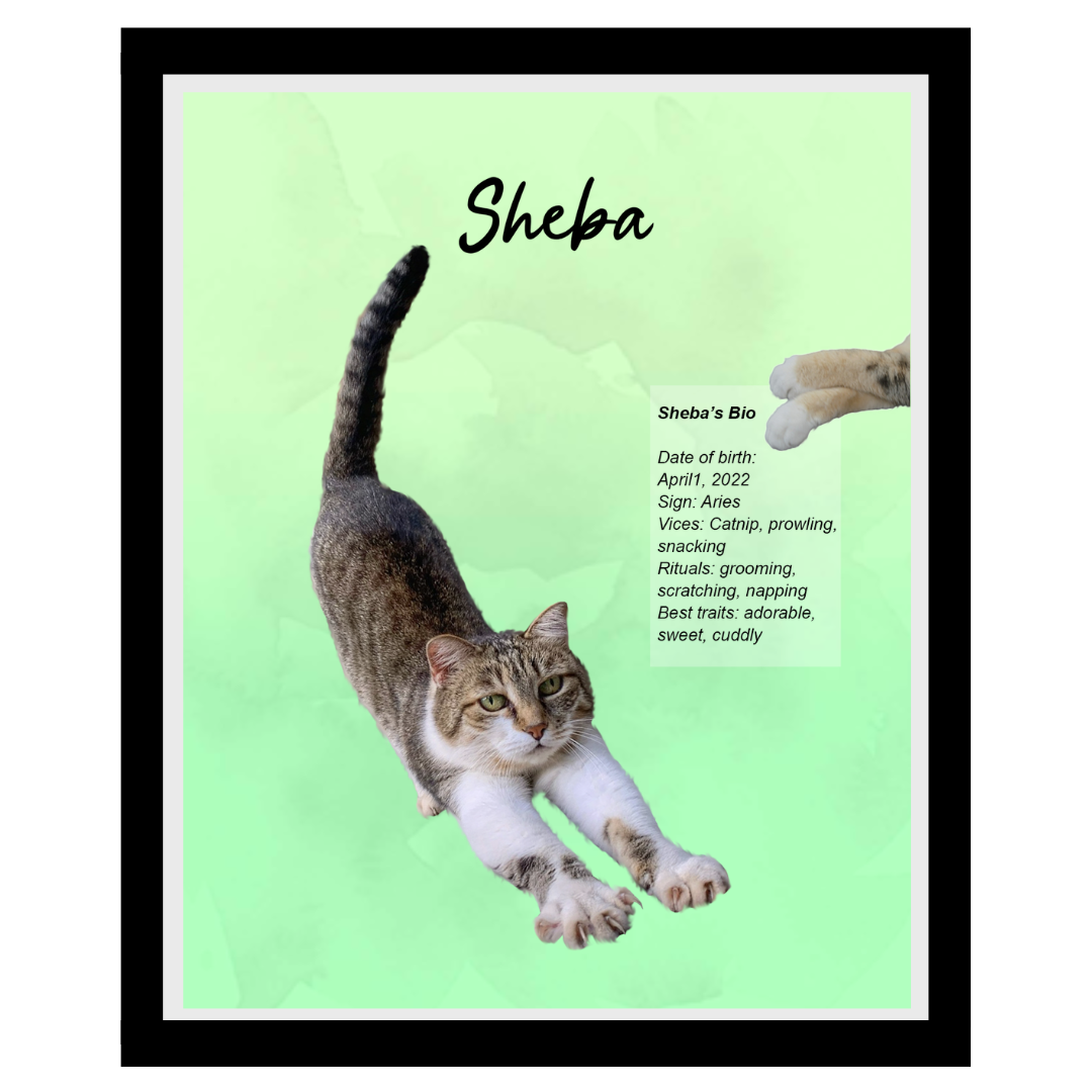 sheba (3).png
