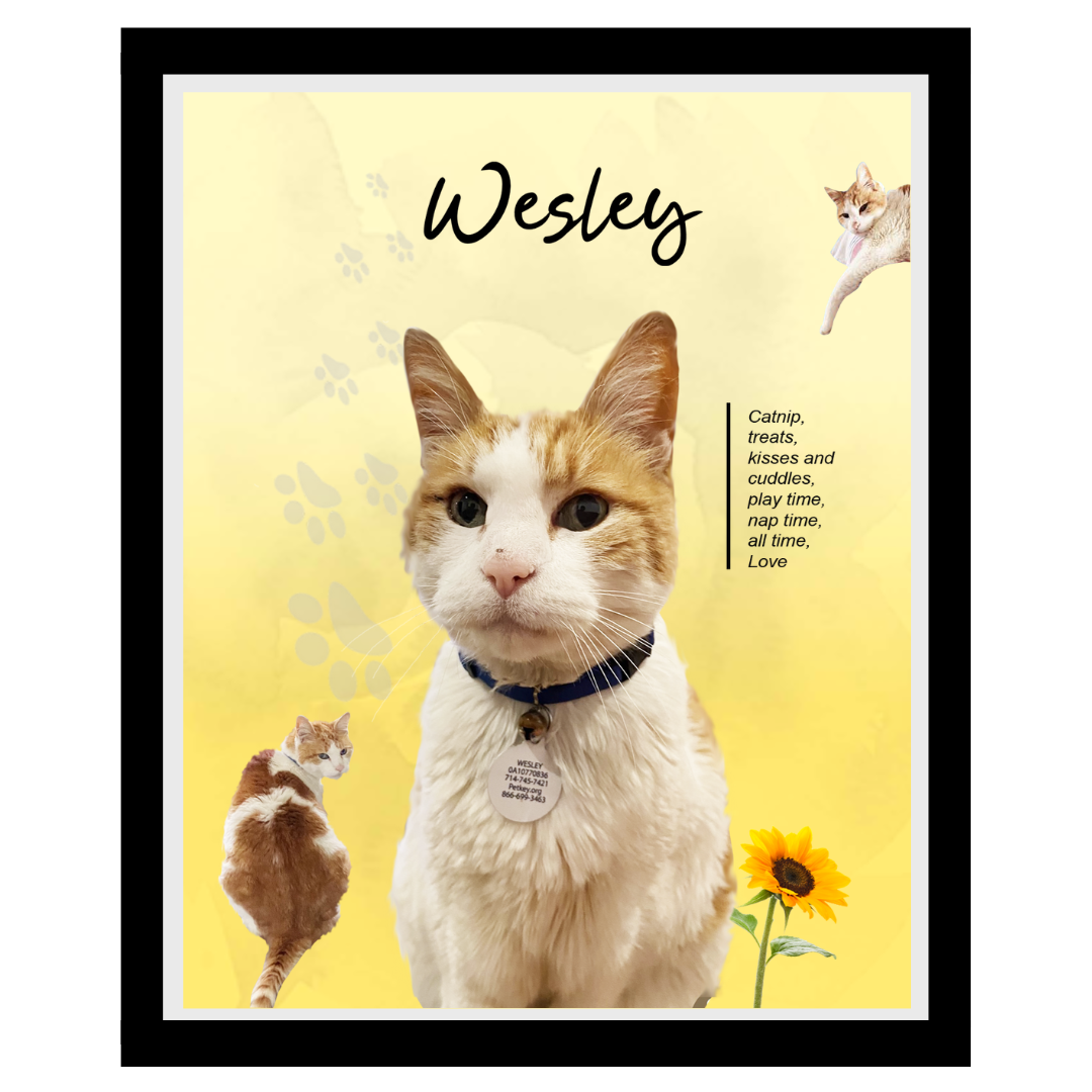 wesley (10).png