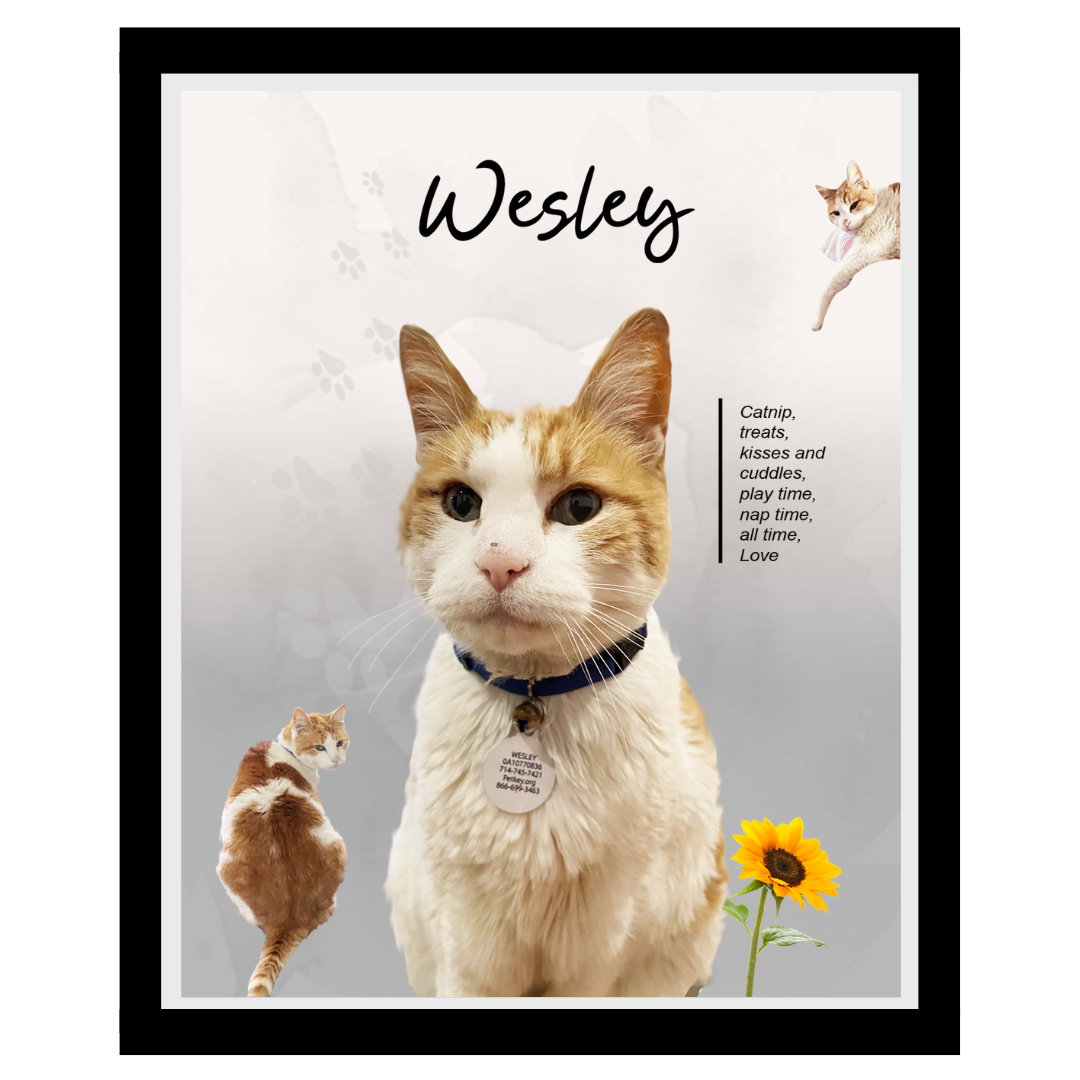 wesley (6).png
