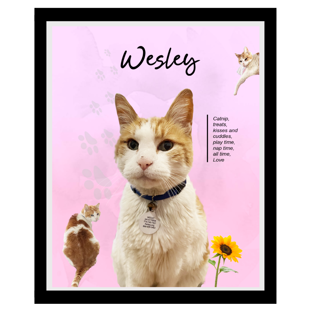 wesley (2).png