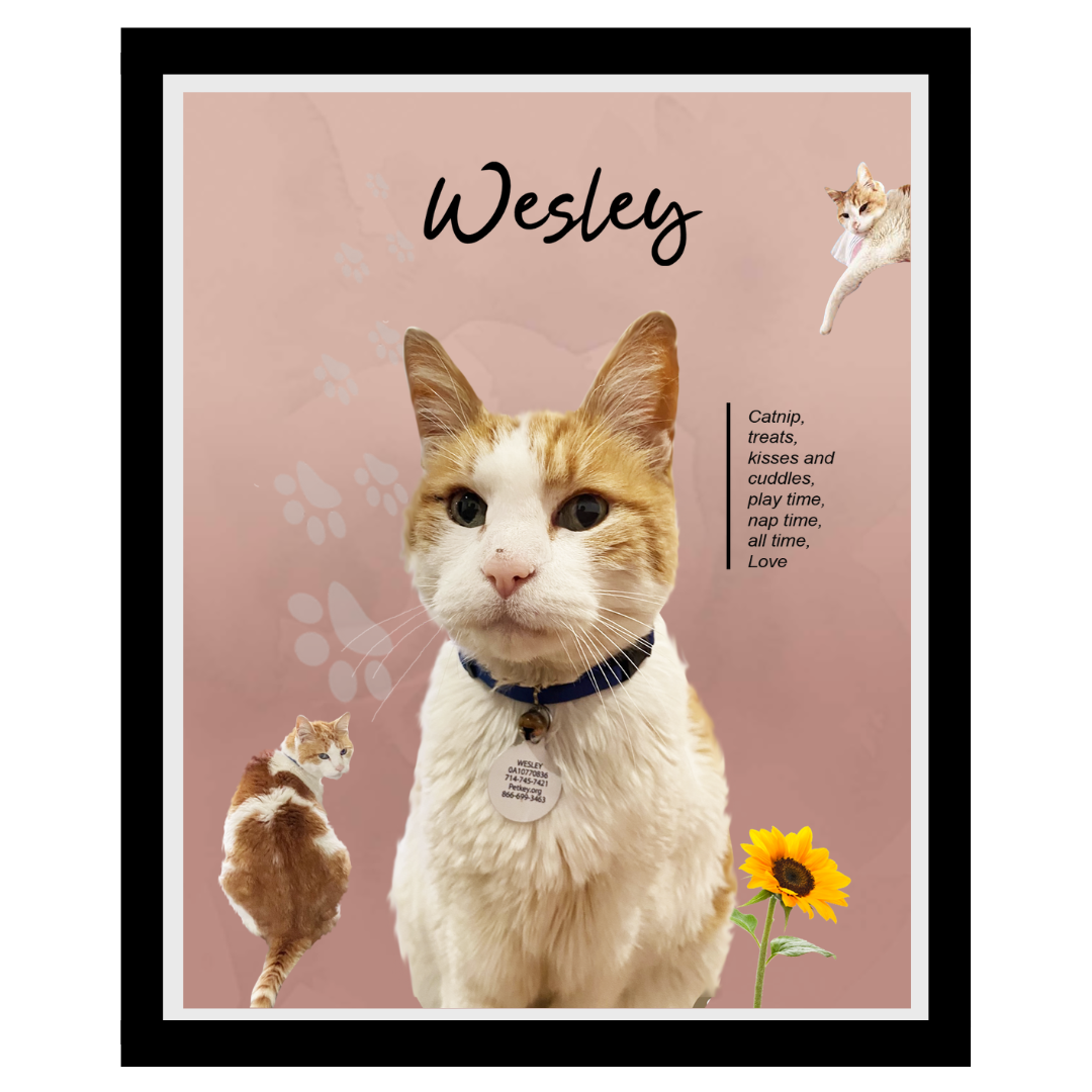 wesley (11).png