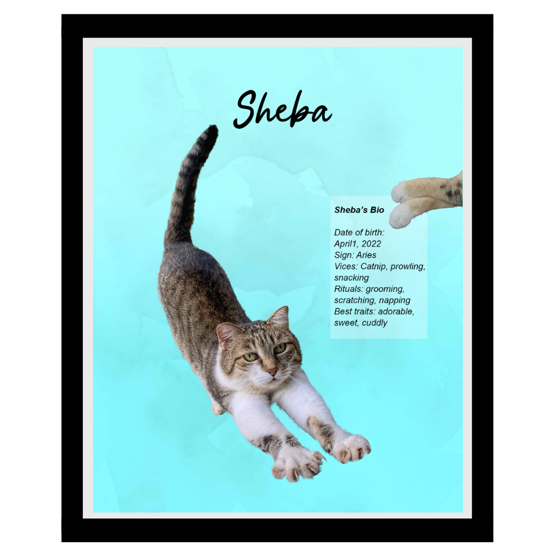 sheba (8).png