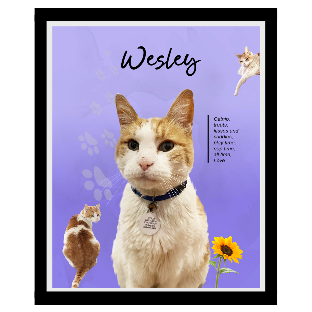 wesley (12).png