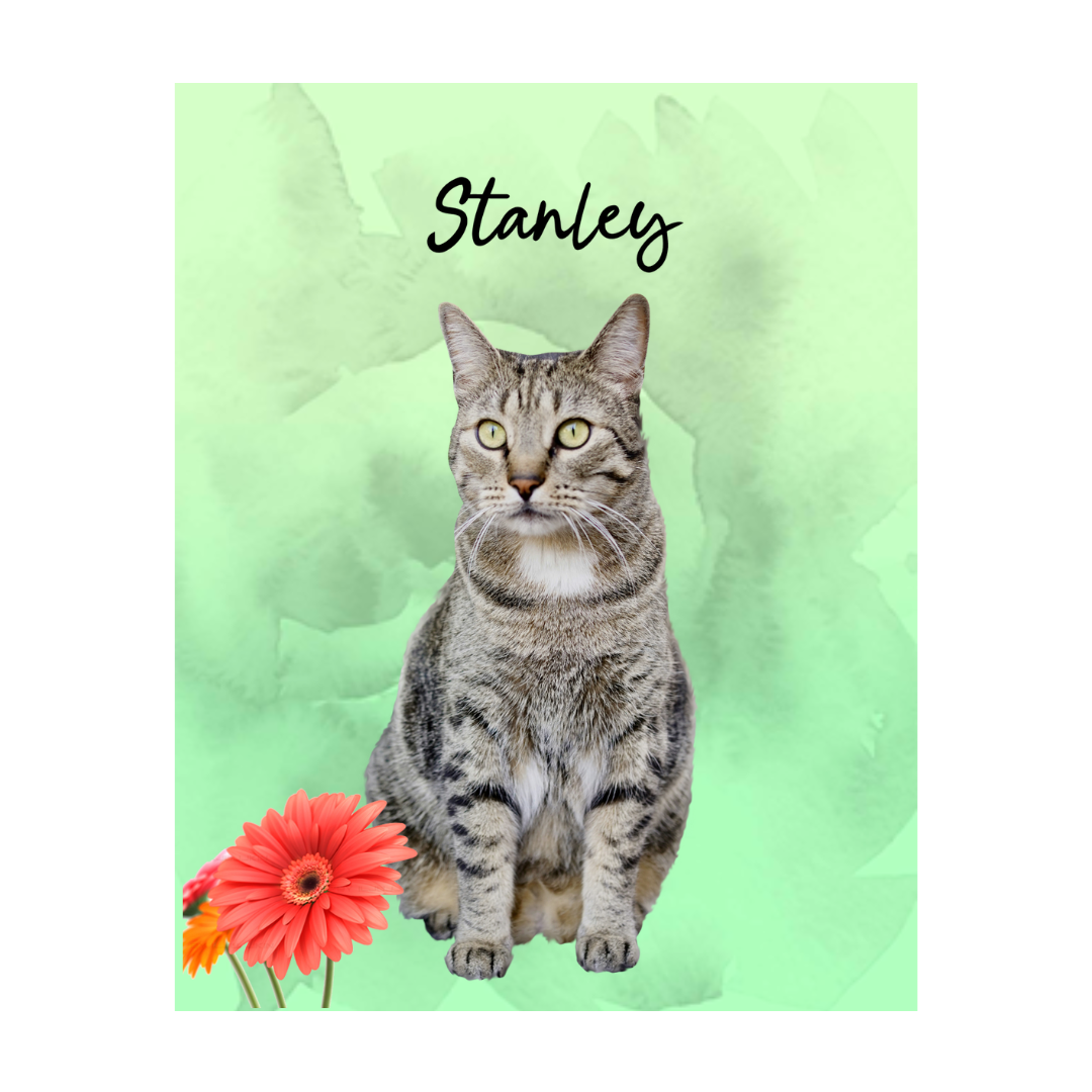 stanley (5).png