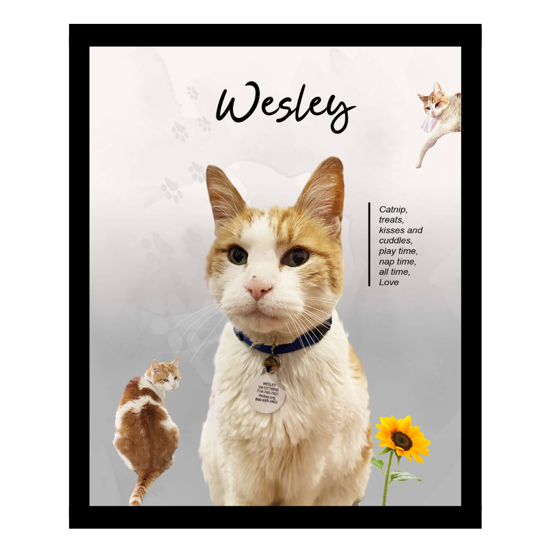 wesley (3).png