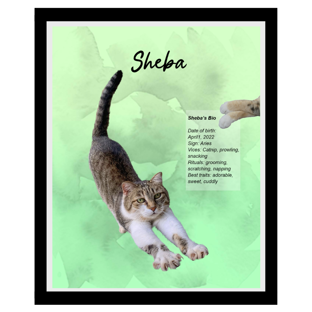 sheba (9).png