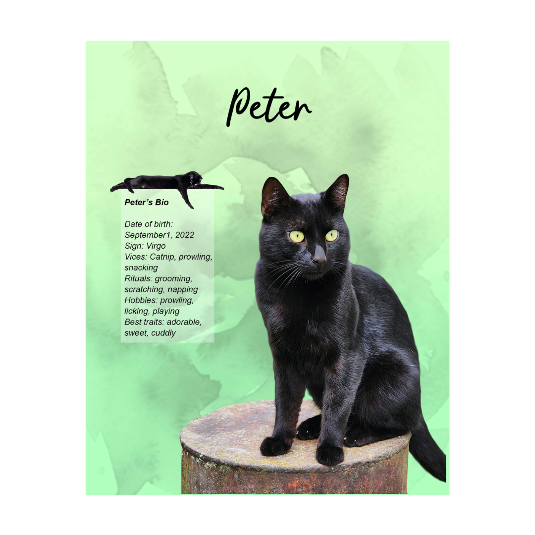 peter (4).png