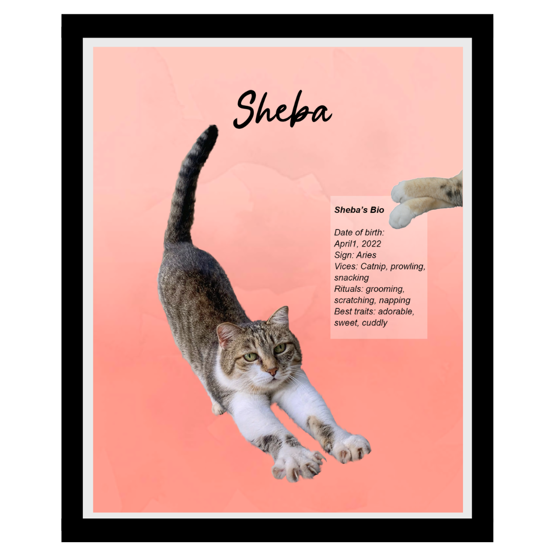 sheba (5).png