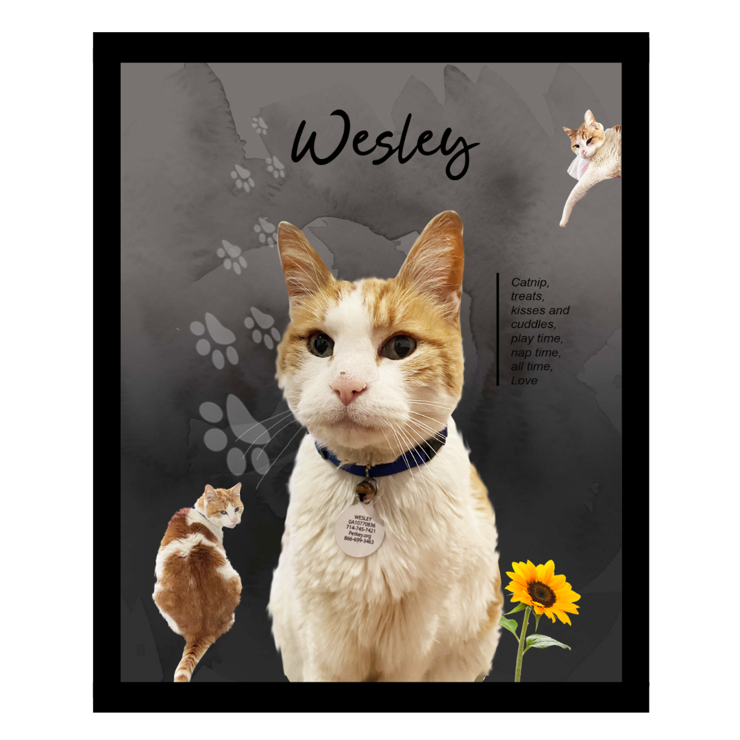 wesley (5).png