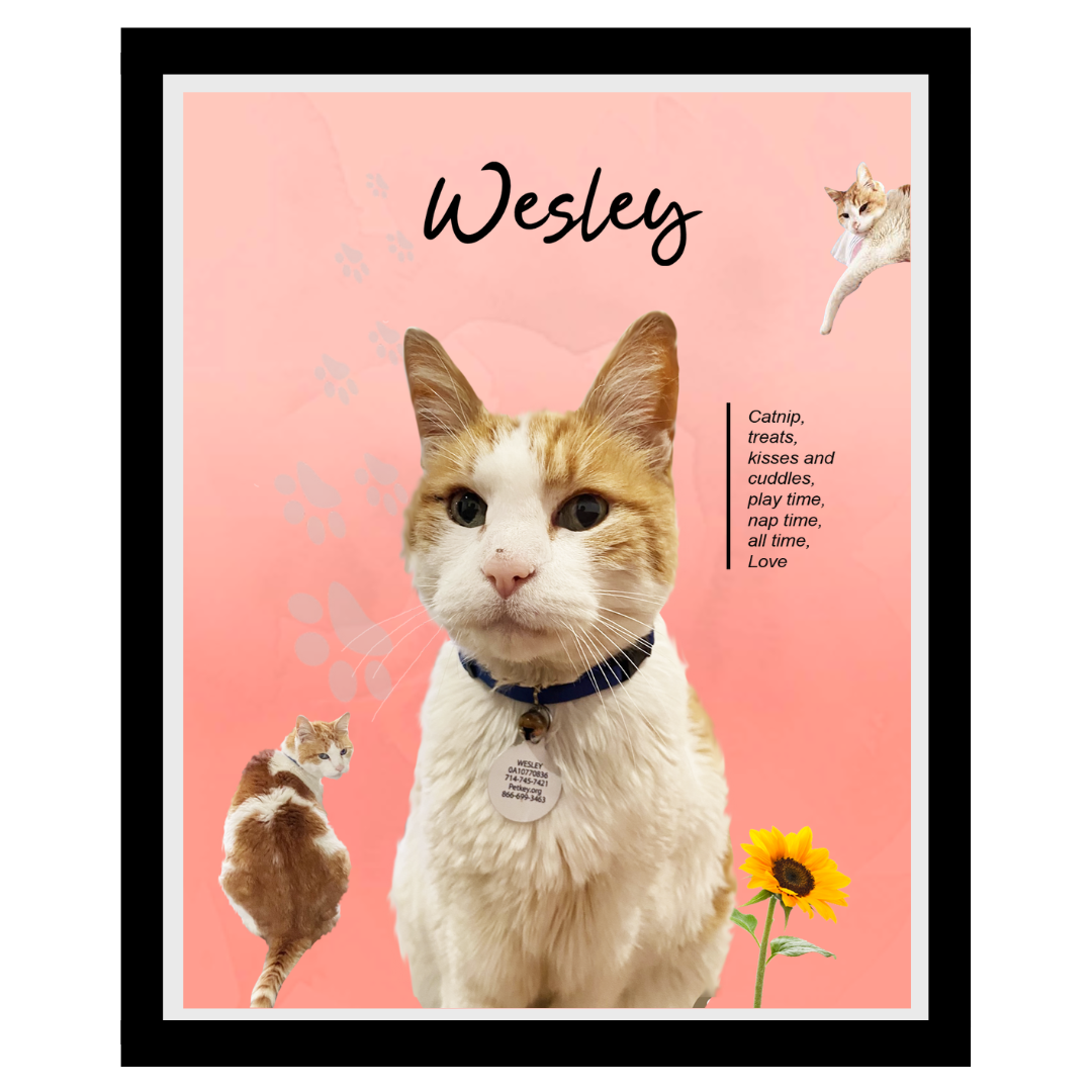wesley (5).png