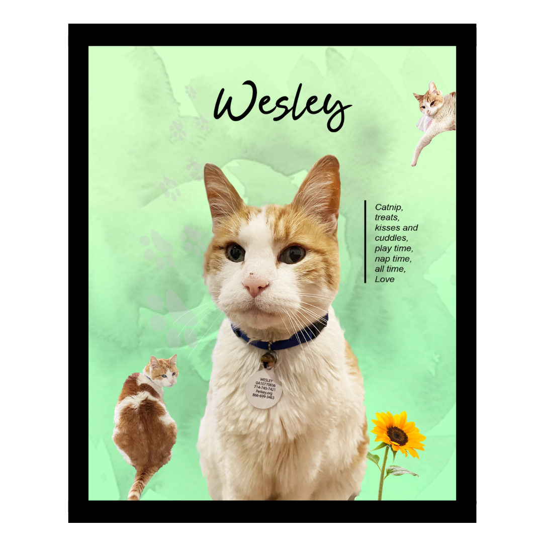 wesley (4).png