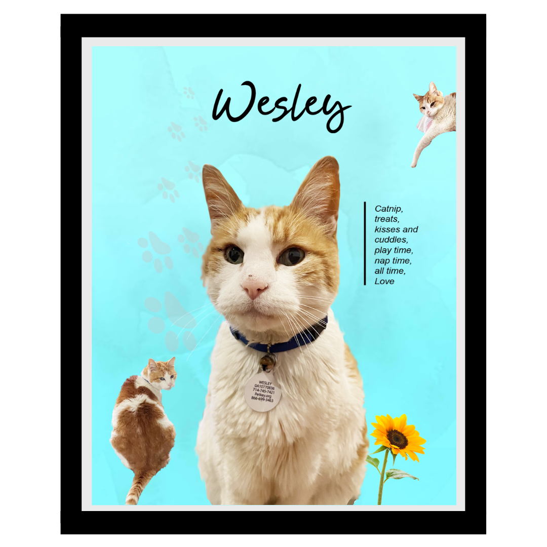 wesley (8).png