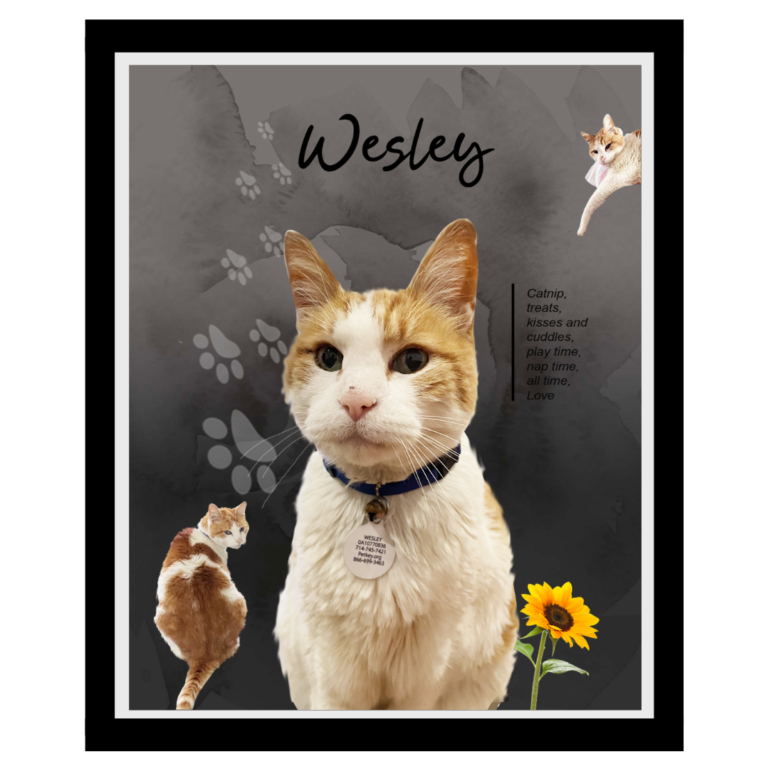 wesley (13).png