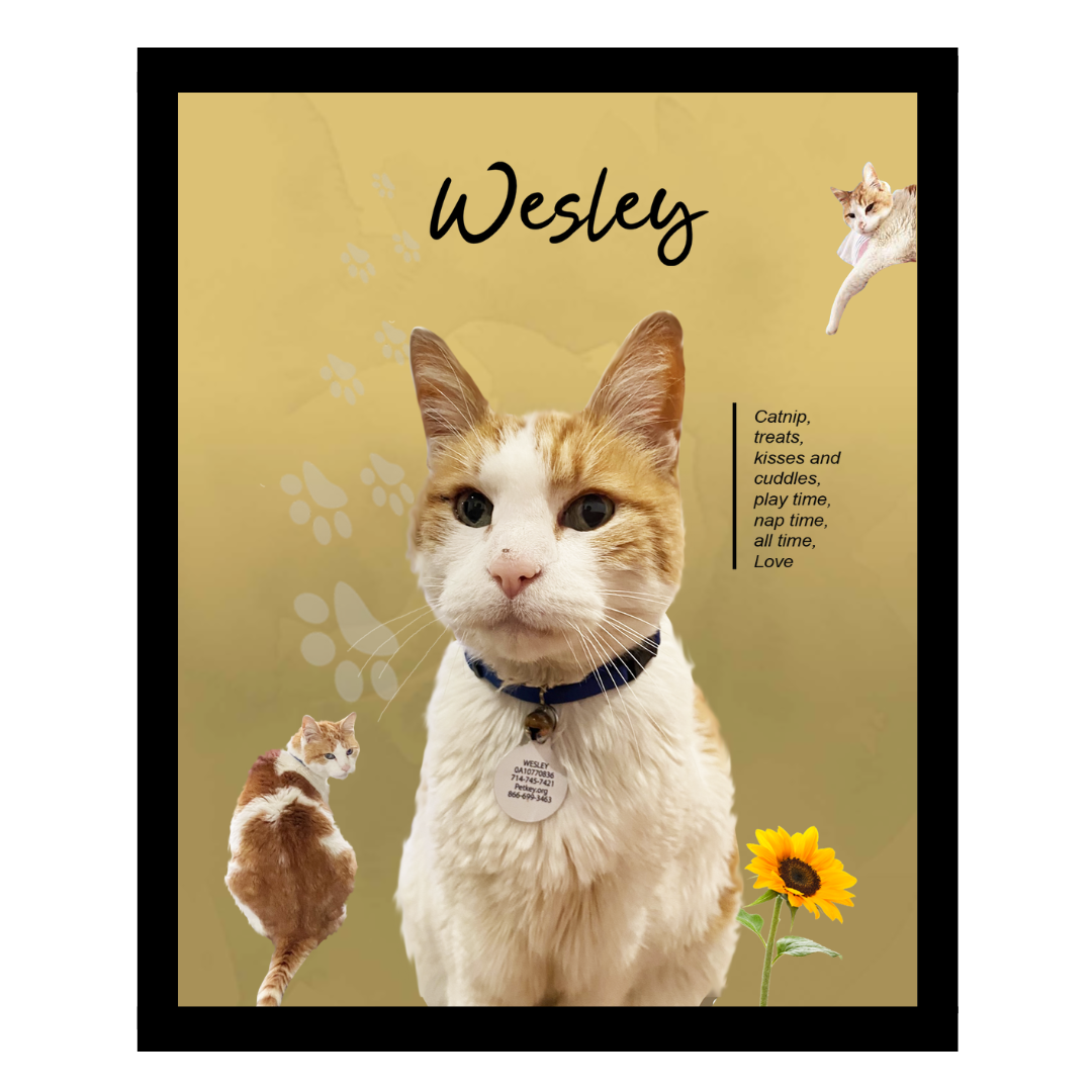 wesley (2).png