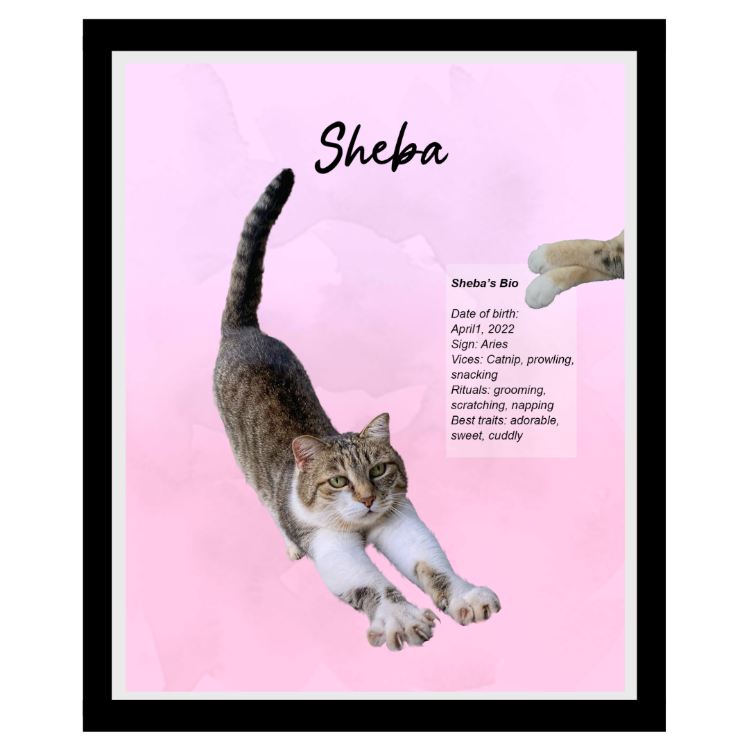 sheba (2).png