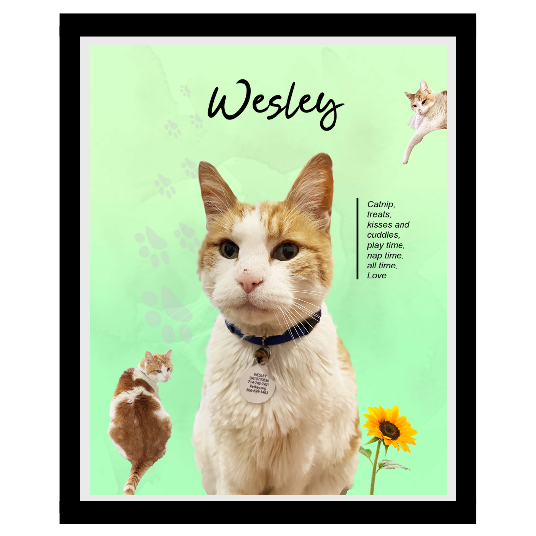 wesley (3).png
