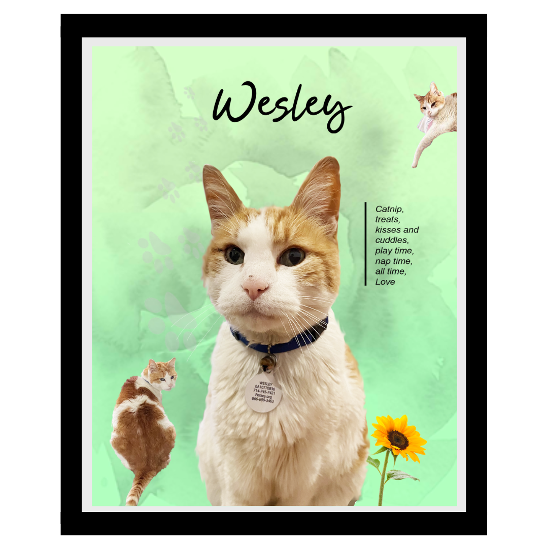 wesley (9).png