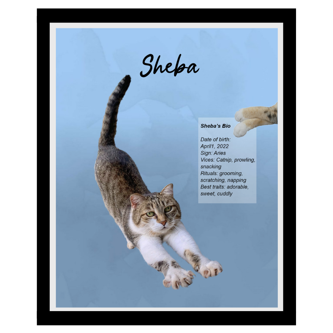 sheba.png