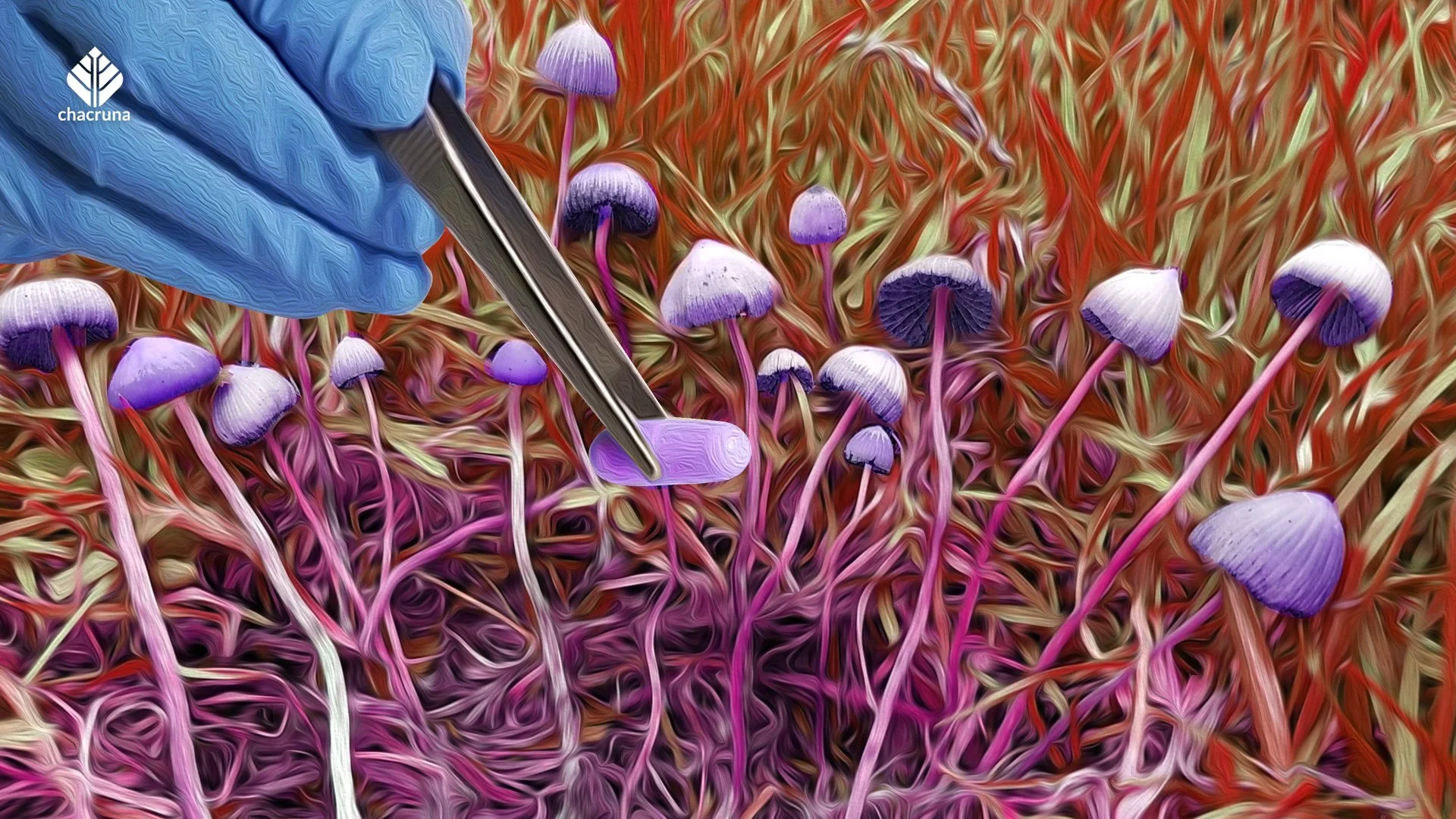Plantas medicinais no México: Do uso tradicional à terapia psicodélica