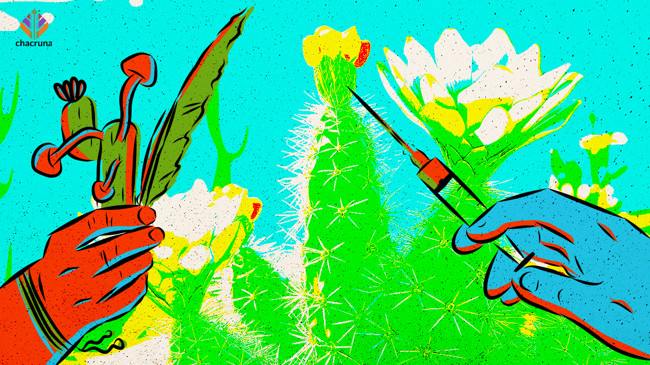 Plantas medicinales en México: del uso tradicional a la terapia psicodélica