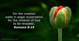 Creation Groans