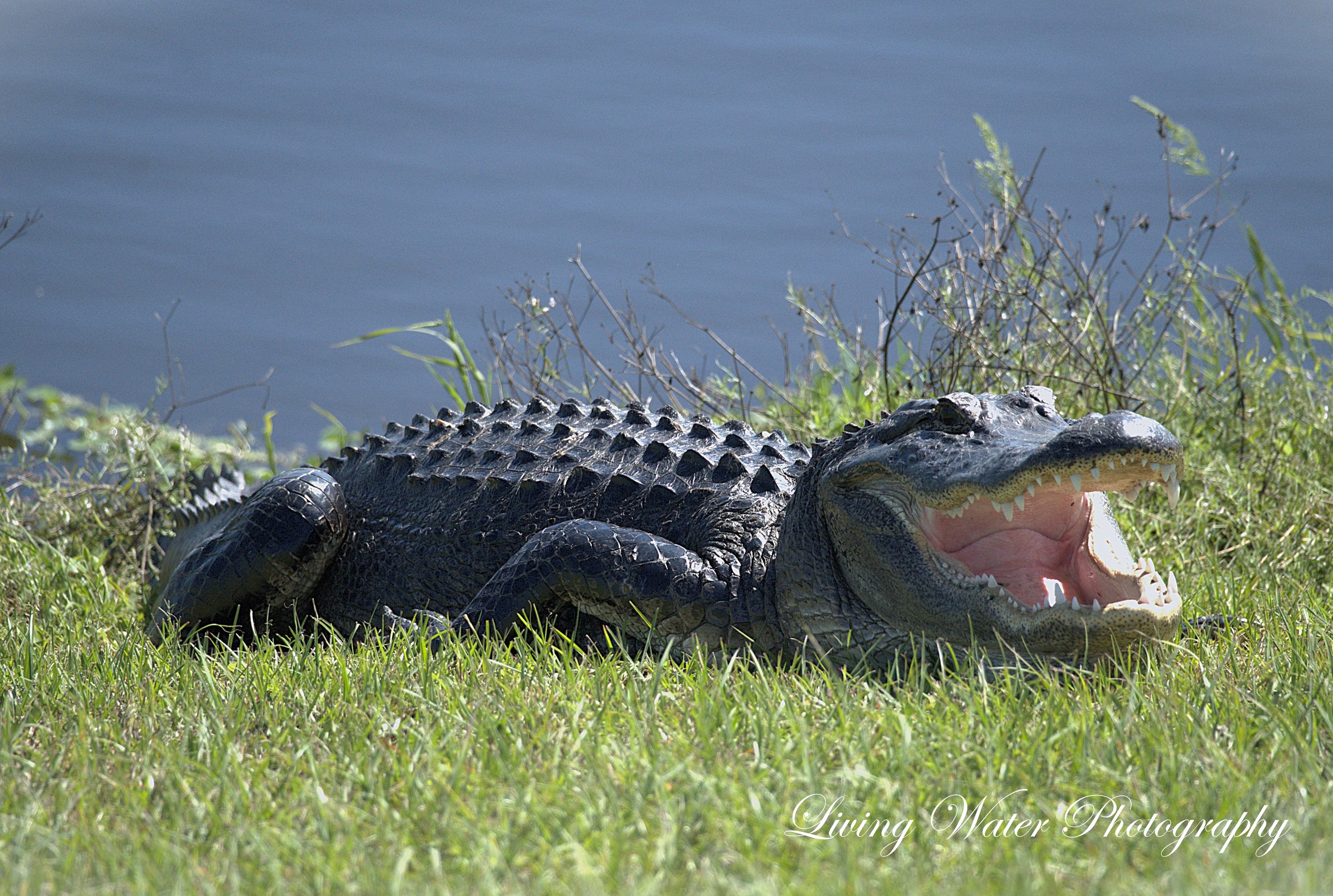 Hey mister alligator "cant catch me"