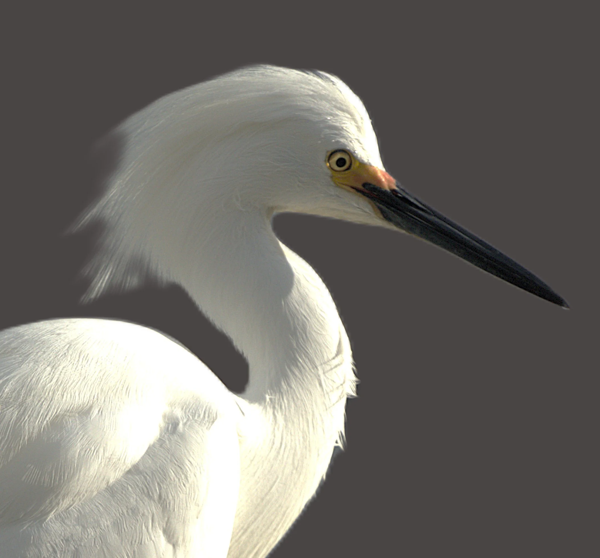 Great White Egret