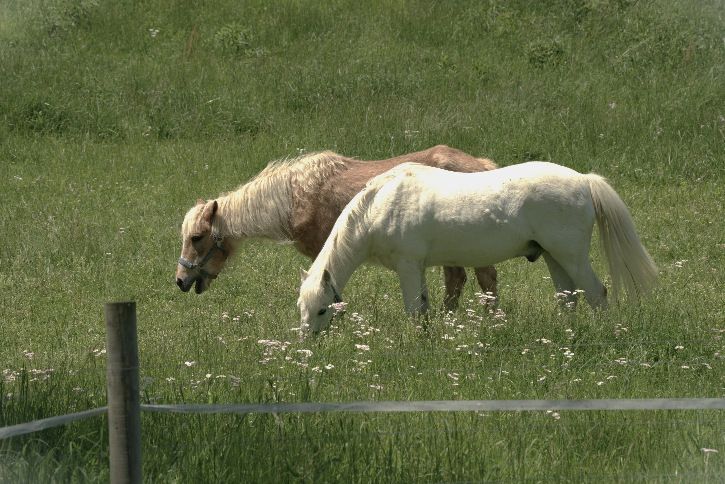 Grace in the Meadow
