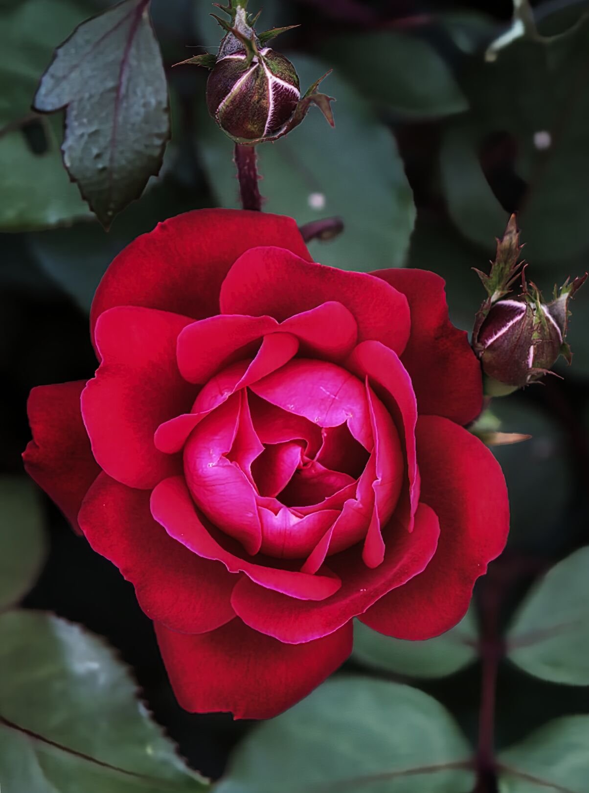 Fragile Beauty