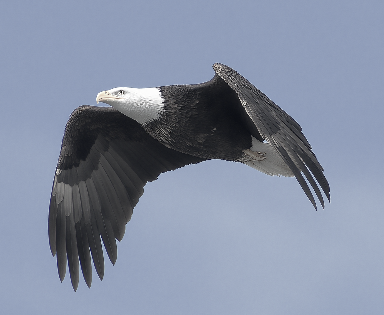 Eagle in Flight