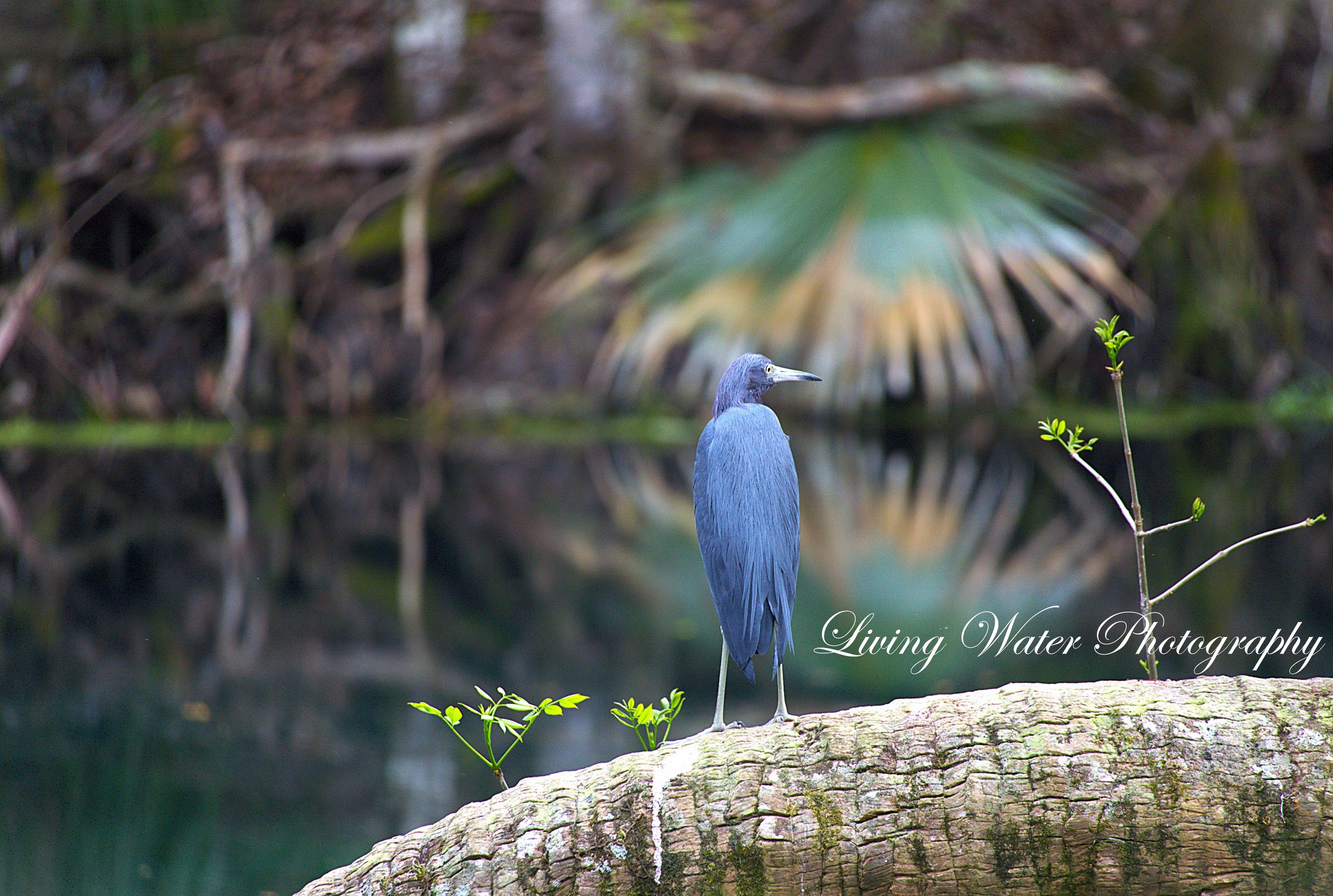 Little Blue Heron