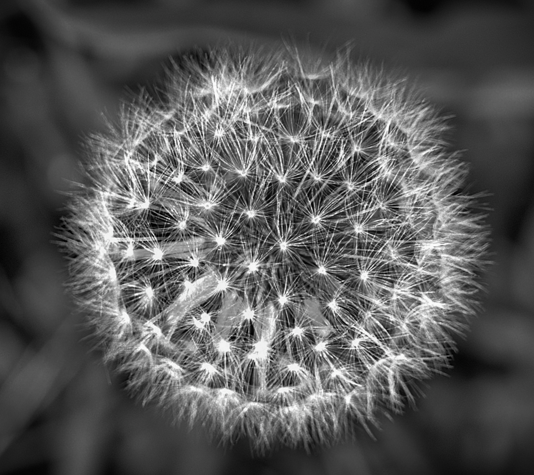 Puffball