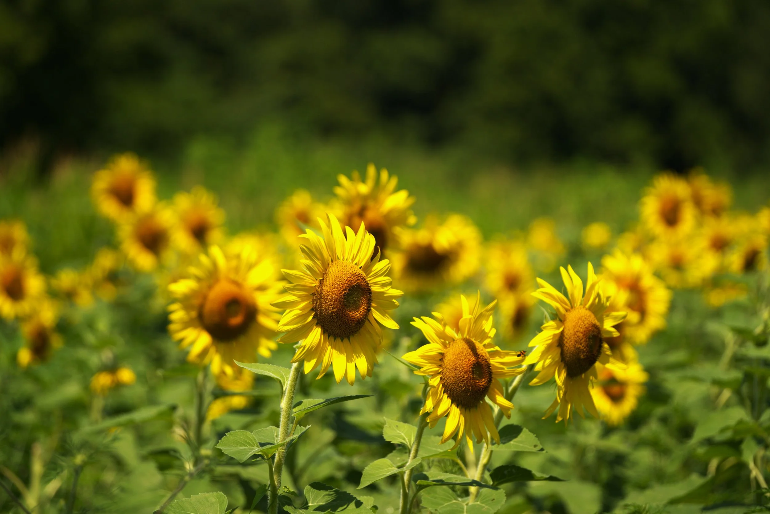 Field of Sunshine